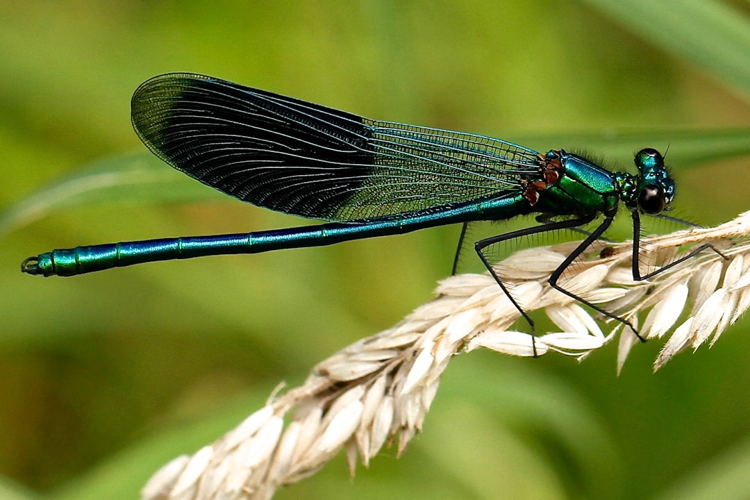 Photo Insects