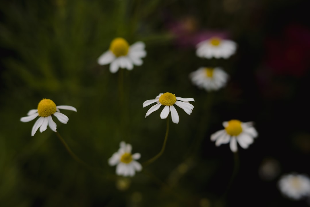 Photo Edible flowers