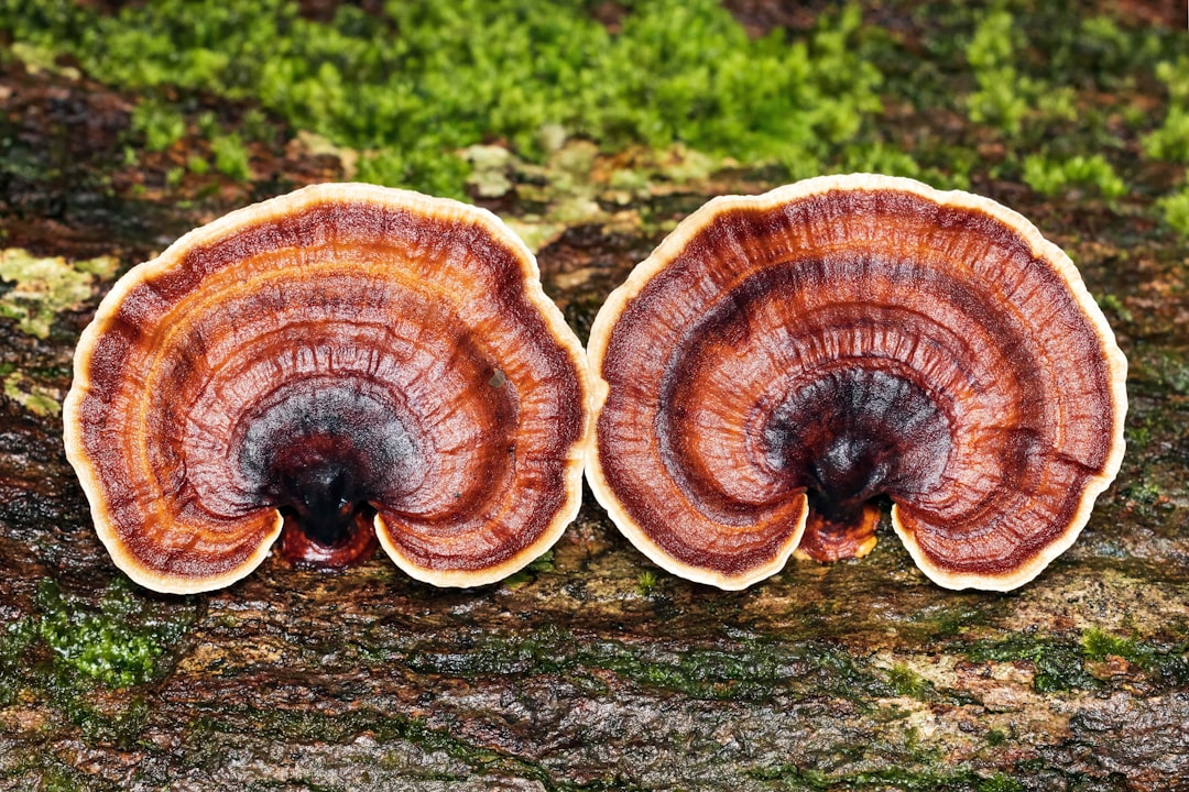 Photo forest mushrooms identification