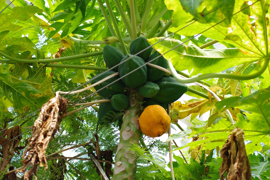 Photo exotic fruits cultivation