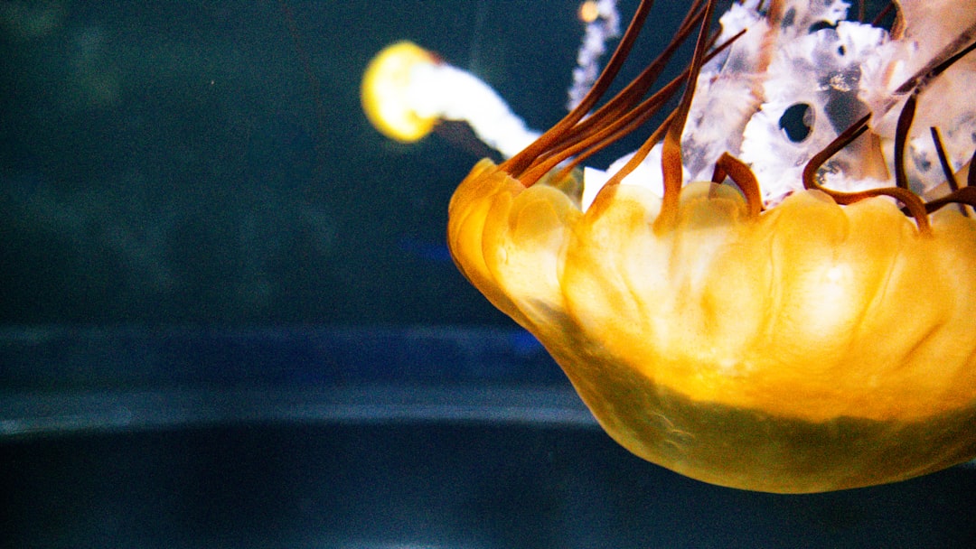 Photo Oleje tłoczone zastosowania Keyword: Oleje tłoczone